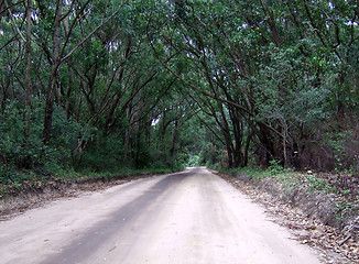 Image showing Road path of trees