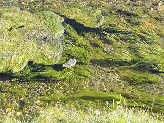 Image showing stream detail with duck