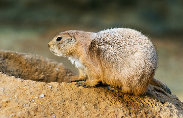 Image showing Black-tailed prairie dog