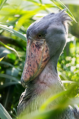 Image showing Shoebill