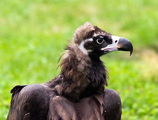 Image showing Vulture