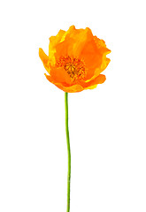 Image showing Iceland poppy (Papaver nudicaule)