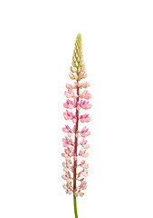 Image showing Large-leaved lupine (Lupinus polyphyllus)