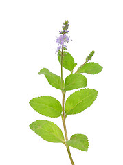 Image showing Heath speedwell (Veronica officinalis)