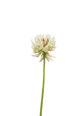 Image showing White clover (Trifolium repens)