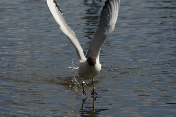 Image showing blackheaded seagull
