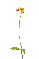 Image showing Orange hawkweed (Hieracium aurantiacum)
