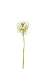 Image showing White clover (Trifolium repens)