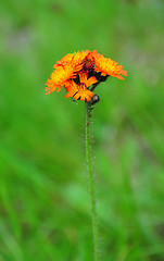 Image showing Orange hawkweed (Hieracium aurantiacum)