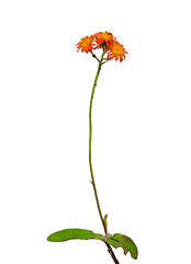 Image showing Orange hawkweed (Hieracium aurantiacum)