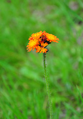 Image showing Orange hawkweed (Hieracium aurantiacum)