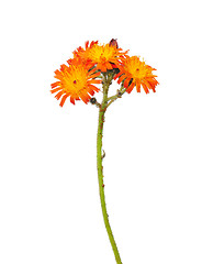 Image showing Orange hawkweed (Hieracium aurantiacum)