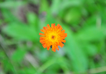 Image showing Orange hawkweed (Hieracium aurantiacum)