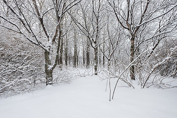 Image showing Winter forest