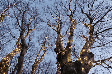 Image showing Illuminated tree 