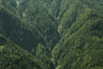 Image showing Mountain forest