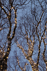 Image showing Illuminated tree 