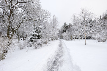 Image showing Winter forest\r