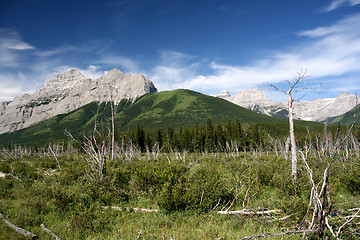 Image showing Windfallen trees