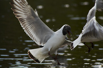 Image showing flying blackheaded seagull