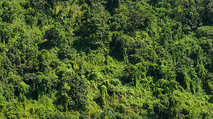 Image showing Rain forest in Myanmar