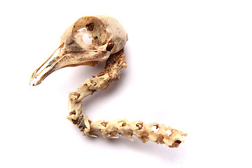 Image showing bird skull isolated