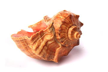 Image showing bulgarian shell