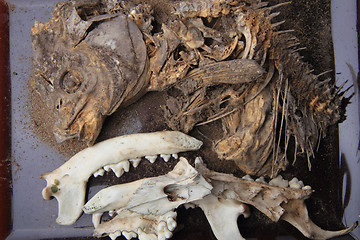 Image showing carp fish and pig head skeleton 