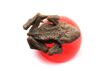 Image showing daed frog isolated