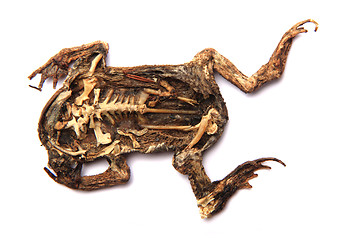 Image showing daed frog isolated