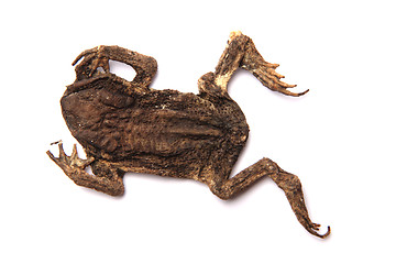 Image showing daed frog isolated