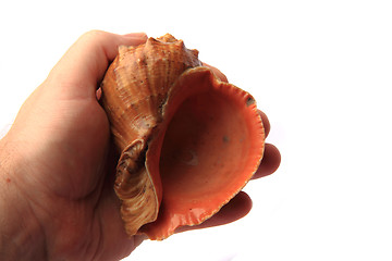 Image showing bulgarian shell