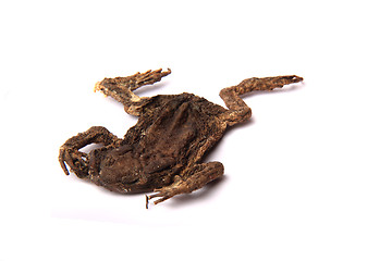 Image showing daed frog isolated