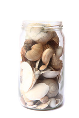 Image showing shells in the glass bottle\r\n