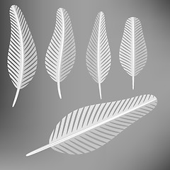 Image showing Set of Grey Feathers