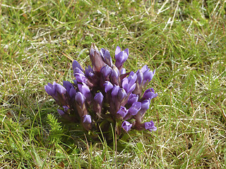 Image showing violet flower in Iceland