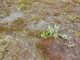 Image showing vegetation in Iceland