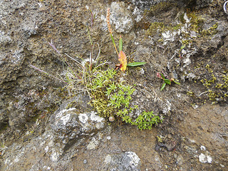 Image showing vegetation in Iceland