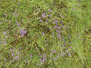 Image showing vegetation in Iceland