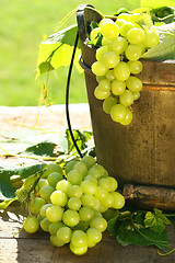 Image showing Green grapes and leaves