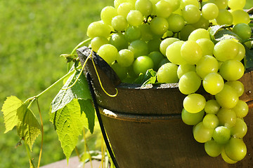 Image showing Green grapes in the sun