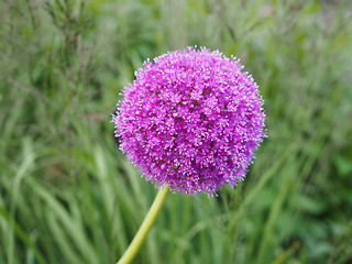 Image showing Purple Allium flower