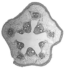 Image showing Black and white Cucurbita stem micrograph