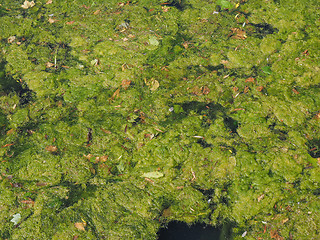 Image showing Green algae