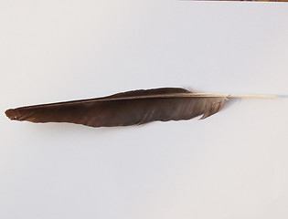 Image showing Black Crow bird feather