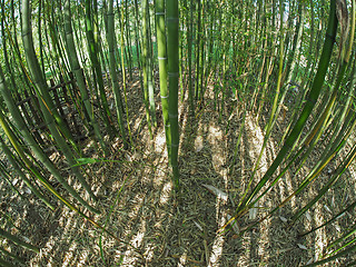 Image showing Bamboo tree