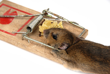 Image showing Mousetrap # 07