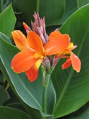 Image showing canna