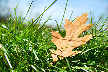 Image showing Oak leaf in the grass