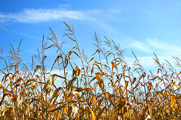 Image showing Autumn corn